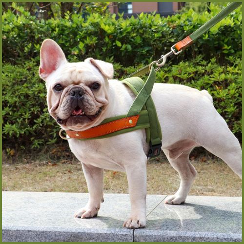 harnais-chien-rembourré-à-sangles-fines-et-double-attache