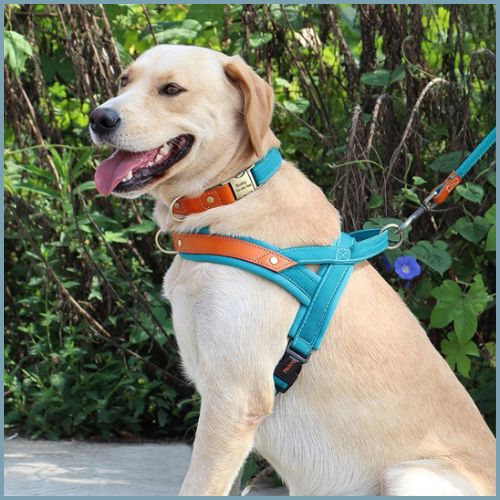 Harnais-chien-rembourré-à-sangles-fines-et-double-attache-bleu