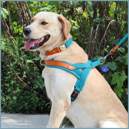 Harnais-chien-rembourré-à-sangles-fines-et-double-attache-bleu
