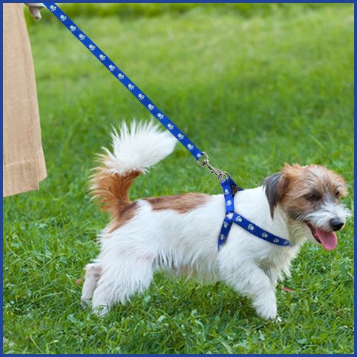 harnais-chien_bleu-blanc