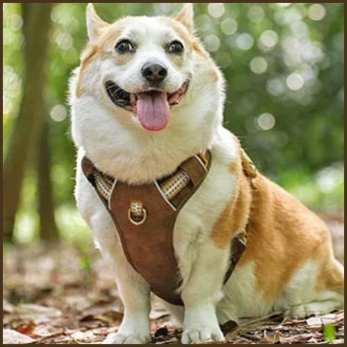 harnais-chien_ petit-et-moyen-imperméable-et-respirant-marron