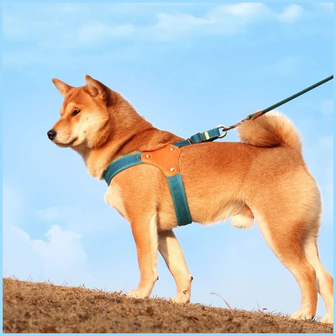harnais-chien-taille-moyenne-à-sangle-ergonomique-bleu-shiba-inu