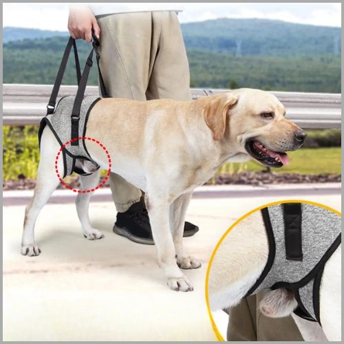 harnais-de-levage-pour-chien_hygienique