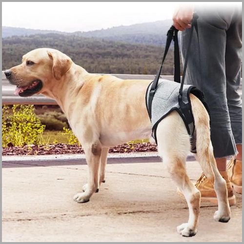 harnais-de-levage-pour-chien-âgé-ou-blessé-labrador