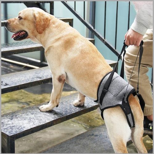 harnais-de-levage-pour-chien_âgé-ou-blessé-gris
