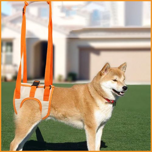 harnais-de-levage-pour-chien_paralysé-ou-handicapé-shiba-inu