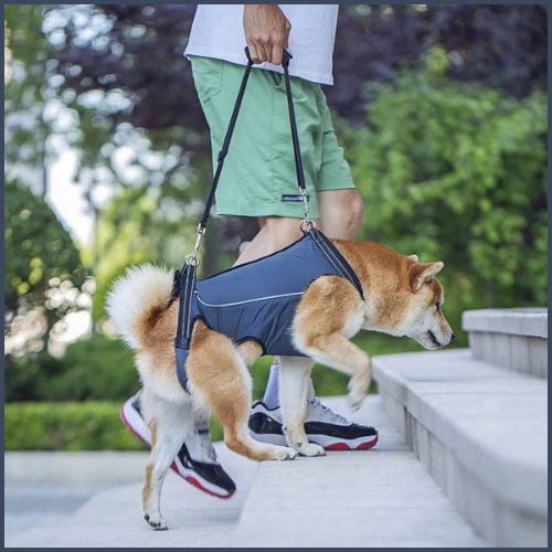 harnais-de-levage_pour-chien_soutien-escaliers-et-voiture-shiba-inu