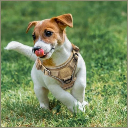 harnais-petit-chien-Shiba-inu-tactique-avec-poignée-jack-Russell