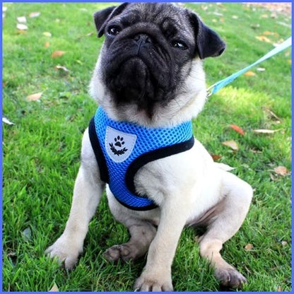 harnais-petit-chien-bleu