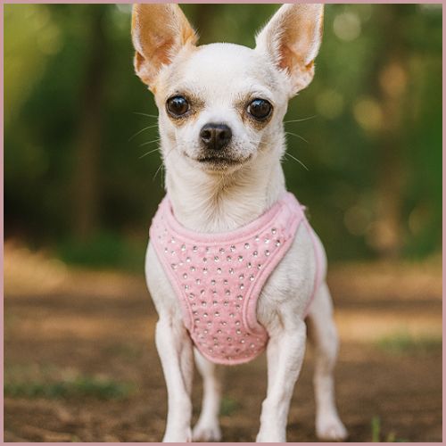 Harnais-petit-chien_doux-élégant-et-ajustable-rose