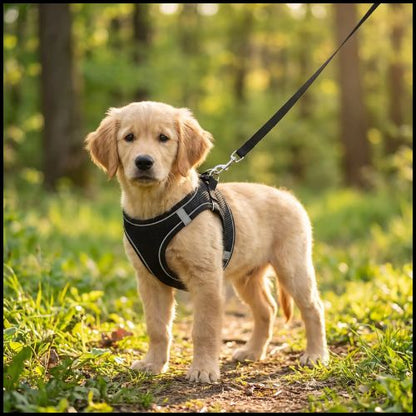 harnais-petit-chien-et-chiot-léger-et-respirant-noir