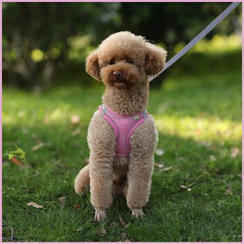 harnais-petit-chien-et-chiot-léger-et-respirant-rose