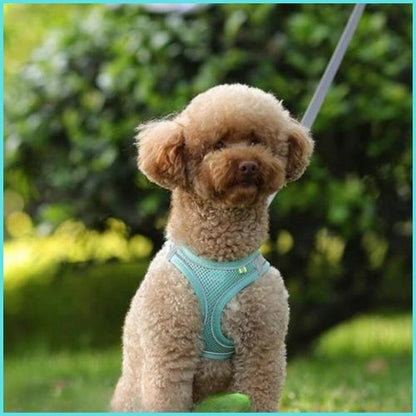 harnais-petit-chien-léger-et-respirant-pour-chiot-parc