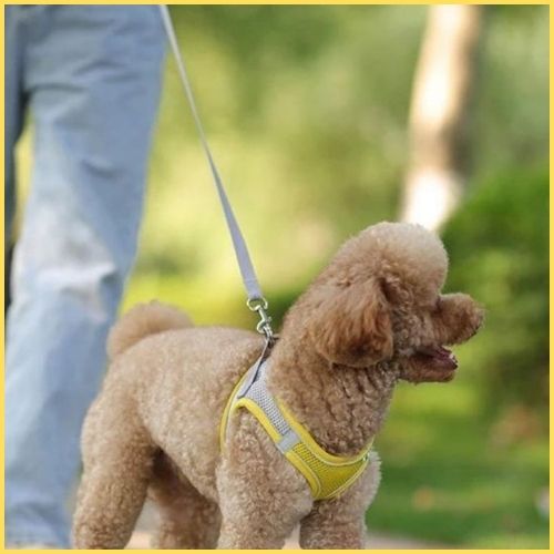 harnais-petit-chien_léger-et-respirant-pour-chiot-jaune