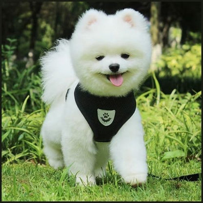 harnais-petit-chien_noir