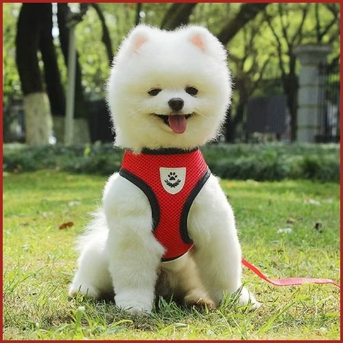 harnais-petit-chien_tissu-respirant-et-confortable-rouge