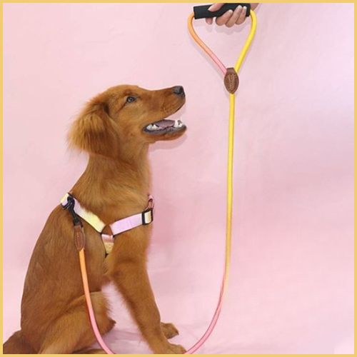 harnais-pour-chien-à-sangle-fine-réglable-jaune
