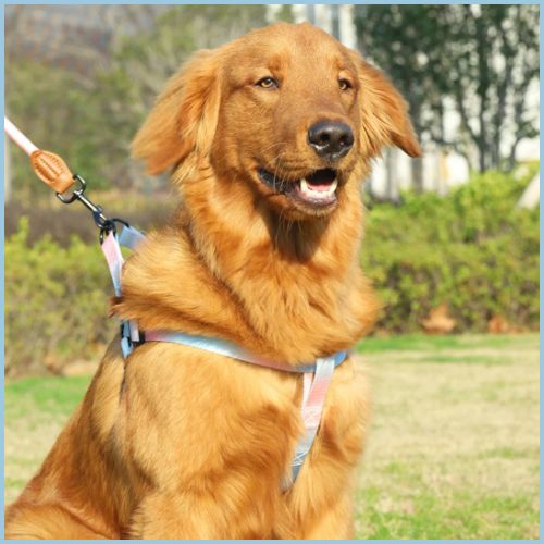 harnais-pour-chien-à-sangle-fine-réglable-turquoise