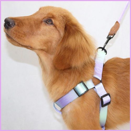 harnais-pour-chien-à-sangle-fine-réglable-violet