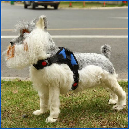 harnais-pour-chien-bleu