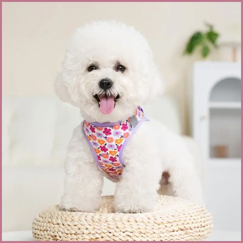 Harnais-pour-petit-chien_spécial-chiot-sensible-doux-et-léger-lilas