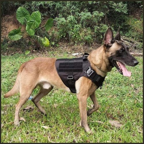 harnais_anti-traction-chien_moyen-et-grand-noir