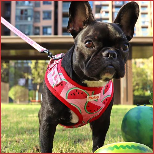 harnais_chien-anti-traction-respirant-et-léger-rouge