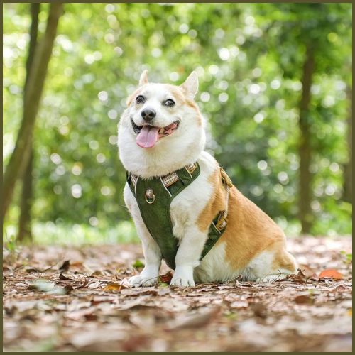 harnais_chien_petit-et-moyen-imperméable-et-respirant-vert