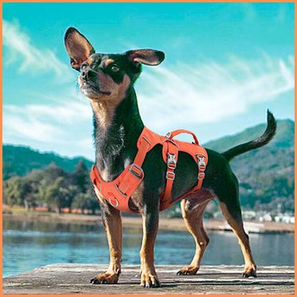 harnais_chien_triple-attache-sécurisé-orange