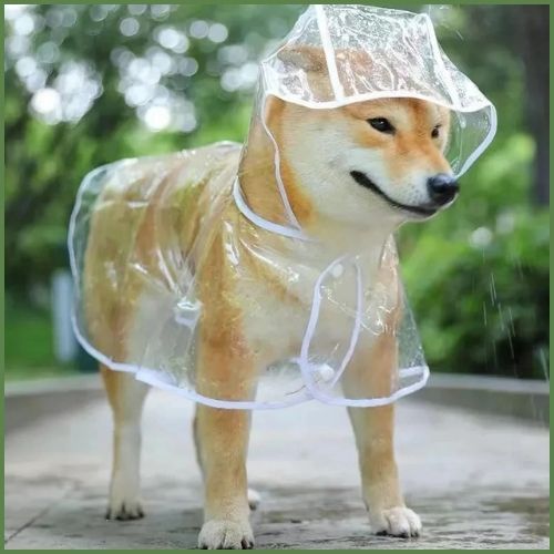 imperméable-chien_léger-et-transparent-blanc