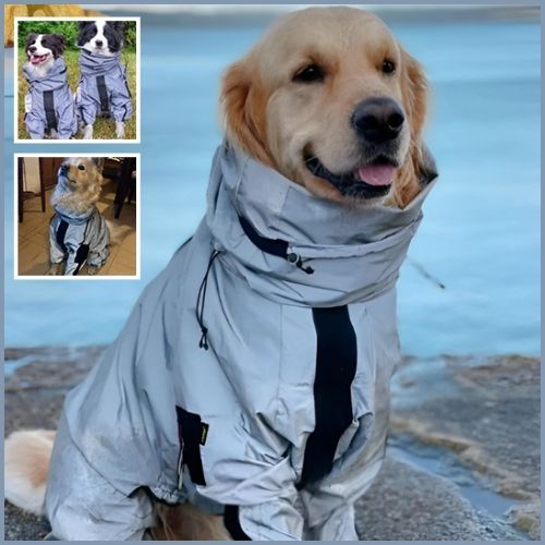 imperméable-chien_réfléchissant-labrador-retriver