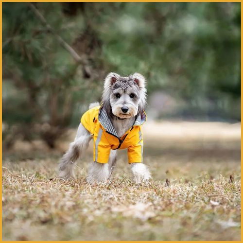 impermeable-pour-chien_petit-et-moyen-avec-harnais-jaune-blanc