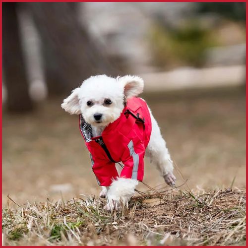 impermeable-pour-chien_petit-et-moyen-avec-harnais-rouge-blanc