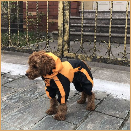 imperméable-pour-chien_petit-et-moyenne-taille-orage
