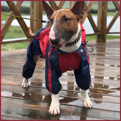 imperméable-pour-chien_petit-et-moyenne-taille-rouge-bleu
