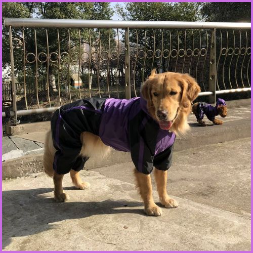 imperméable-pour-chien_violet