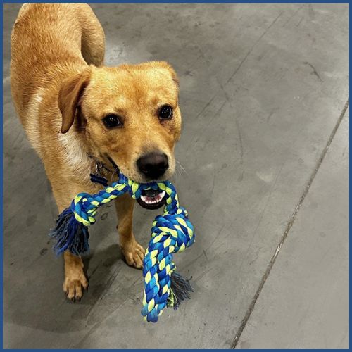 jouet-chien-indestructible_tresse