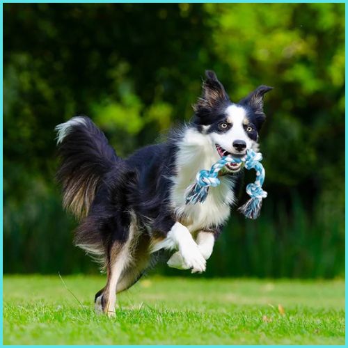 jouet-chien-indestructible_en-corde-pour-chiot-et-chien-moyen-jardin