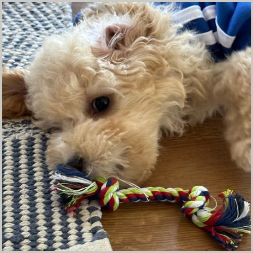 jouet-chien-indestructible_en-corde-pour-chiot-et-chien-moyen-jaune
