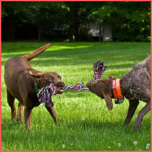 jouet-chien-indestructible_ en-corde-résistante-duo