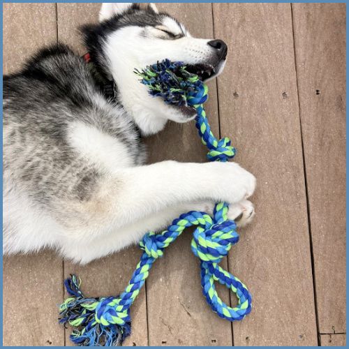 jouet-chien-indestructible-en-corde-résistante-husky