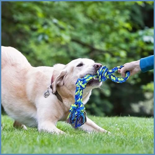 jouet-chien-indestructible_en-corde-résistante-parc