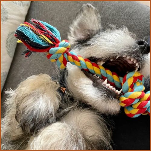 jouet-chien-indestructible_en corde pour chiot et chien moyen-gencives