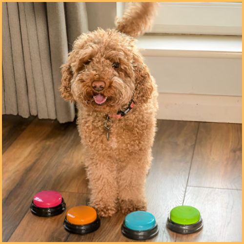 Jouet-interactif-pour-chien_bouton-de-communication-jaune