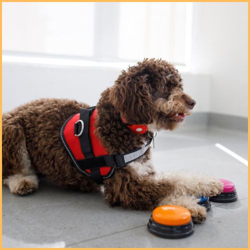 Jouet-interactif-pour-chien_bouton-de-communication-rouge