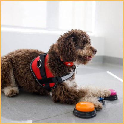 Jouet-interactif-pour-chien_bouton-de-communication-rouge