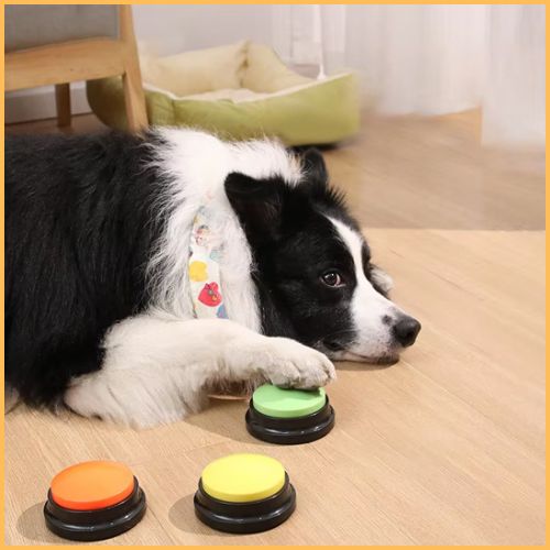 Jouet-interactif-pour-chien_bouton-de-communication-vert