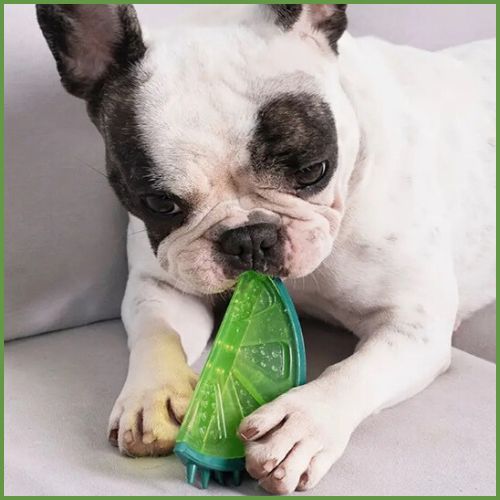 jouet-pour-chien-à-mâcher-rafraîchissant-citron