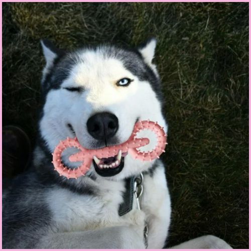 Jouet-pour-chien-anneau-à-mâcher-hygiène-dentaire-husky