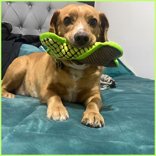 jouet-pour-chien_en-forme-d-os-grinçant-en-peluche-vert